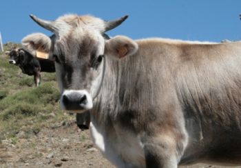 Cinquantenne alessandrina presa a testate da una vacca, ricoverata in ospedale