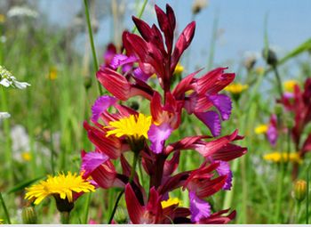 A Pecetto di Valenza c’è il  Festival delle Orchidee Selvatiche