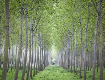 A Castelnuovo Bormida si inaugura il museo del Pioppo, è il secondo al mondo, non ce ne sono altri