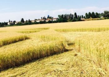 A Pontecurone torna il mistero dei cerchi nel grano. Chi sarà stato a farli?