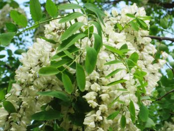 Ad Avolasca sabato inizia una serie di incontri per consocere le piante spontanee