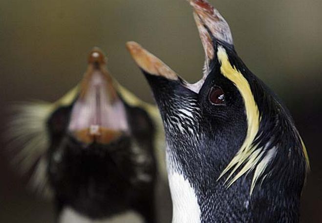 Casalnoceto, l’Asl toglie al circo che era in paese 3 pinguini e due pellicani maltrattati
