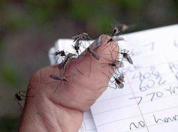 La provincia di Alessandria invasa dalla zanzara tigre, lo dice Vape Foundation