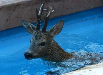 Capriolo selvatico si getta nella piscina di una casa a Bistagno e muore un attimo prima del salvataggio