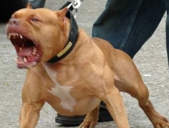 Alessandrino ubriaco danneggia un locale, insulta i poliziotti e e aizza contro di loro il pitbull