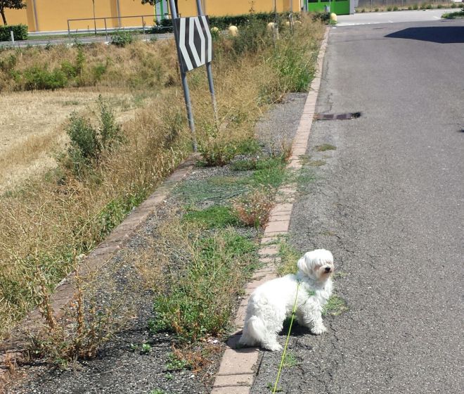 A Tortona il marciapiede in via dei Fragolai è coperto dalle erbacce e impraticabile da tempo