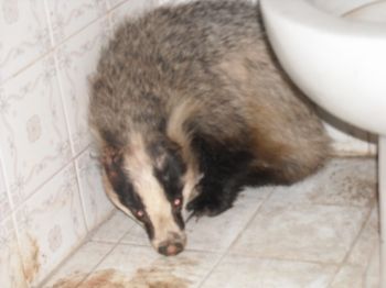 Le guardie zoofile di Acqui recuperano un tasso