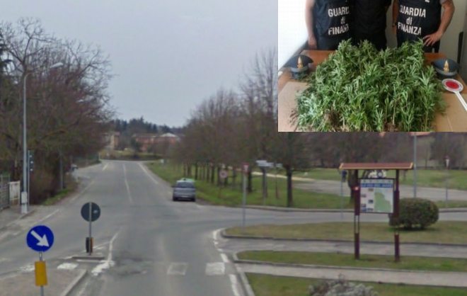 Dietro il cimitero sulle colline di Tortona una piantagione di droga scoperta dalla Finanza