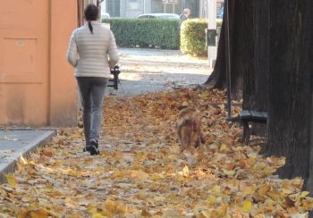 Il nostro aritcolo ha avuto effetto, Bardone sollecita la pulizia delle foglie