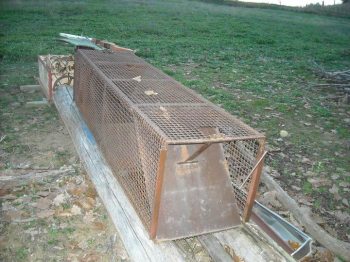 Ad Acqui Terme le guardie zoofile scoprono una gabbia illegale per catturare le volpi