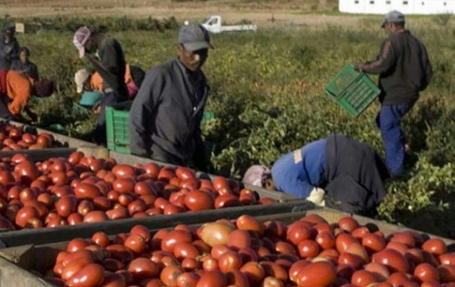 A Sale la Finanza di Tortona scopre un’azienda agricola con due lavoratori “in nero” e 5 irregolari