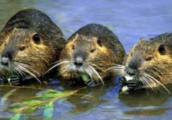 Nutrie a Casale, al lavoro per la predisposizione del Piano di contenimento