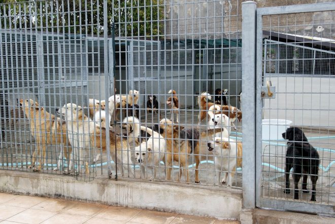 Tortona rinnova la gestione del canile,  basterà ad assicurare il servizio o pagheranno i cittadini?