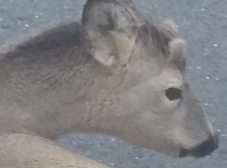 Capriolo investito a Castellar Ponzano, salvato grazie a due automobilisti