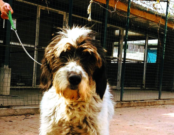 Tortona, nuova gestione del canile per 2,6 euro a cane, non sono pochi?