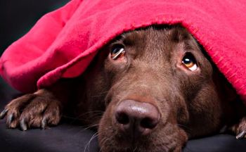 Nonostante il divieto alcuni locali di Alessandria esplodono i fuochi di artificio. Cani sotto shock