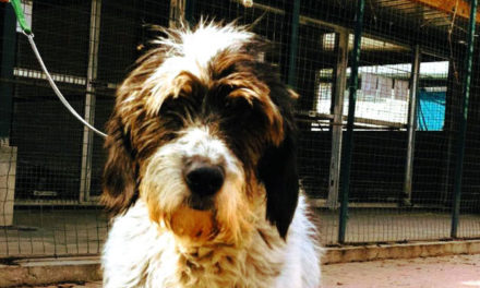 Bocconi avvelenati a Tortona, il Comune chiede di prestare molta attenzione e si attiva in merito