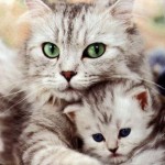 A Sale una serata speciale in ricordo di Francesca Fasolino, indimenticabile veterinaria