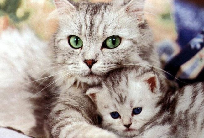 Cani e gatti vittime di incidenti stradali? A Casale spiegano cosa fare