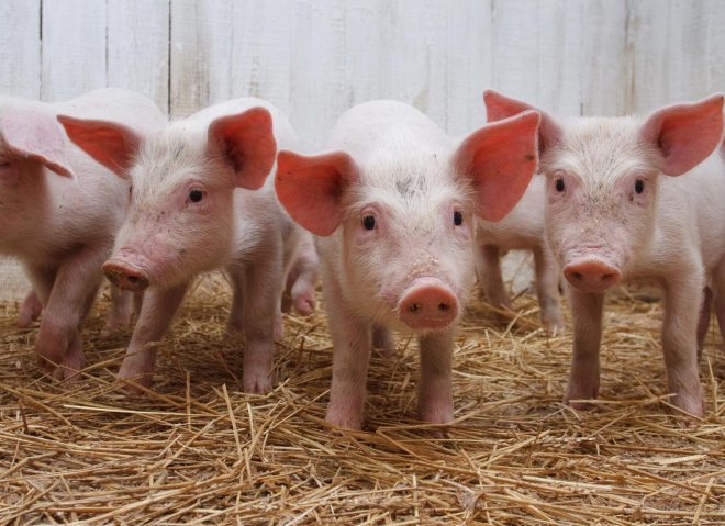 Allarme in Oltrepo’ per la riduzione dei maiali