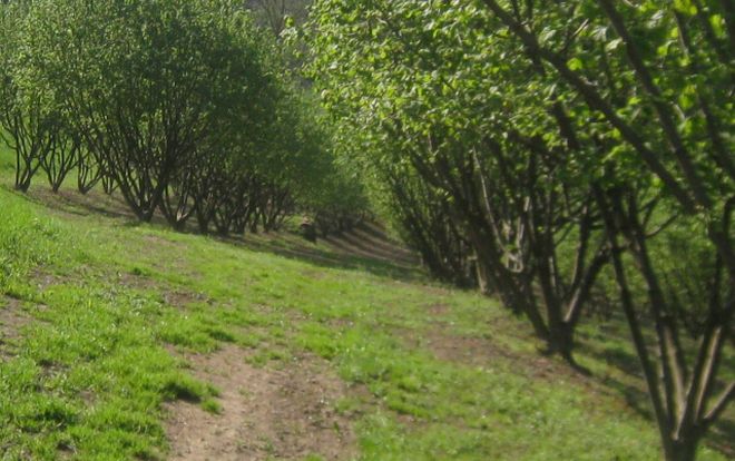 “Sempre più numerosi nella zona gli imprenditori che si stanno avvicinando alla corilicoltura”