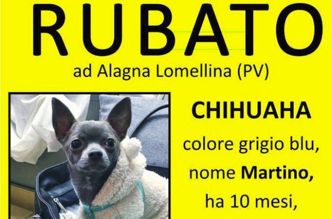 Appello di una nostra lettrice: “Restituitemi il cane, vi prego!”