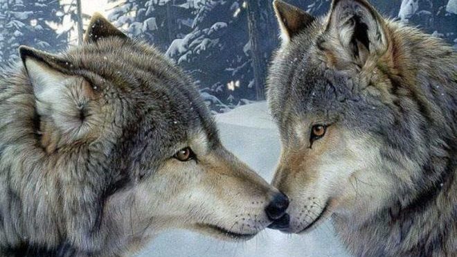 Sulle alture di Imperia mandria in alpeggio attaccata da un lupo