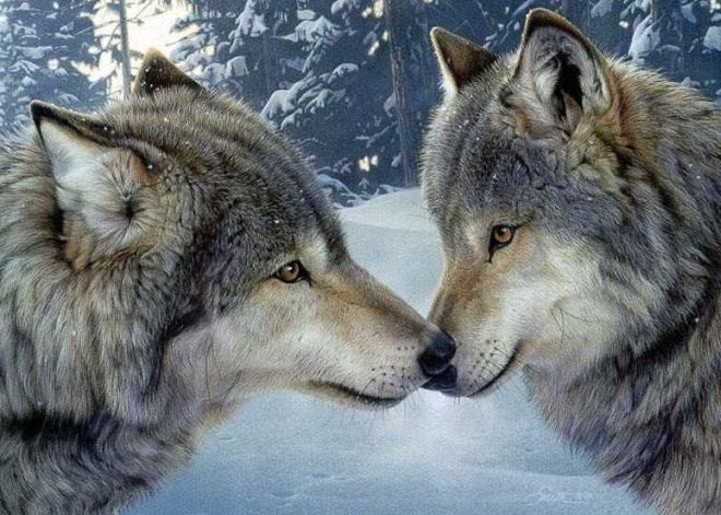 Danni da predazione: in Liguria cresce il numero di denunce di attacchi da lupo