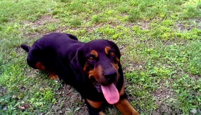 Chi ha trovato questo cane a Tortona e dintorni chiami il 333.2213383