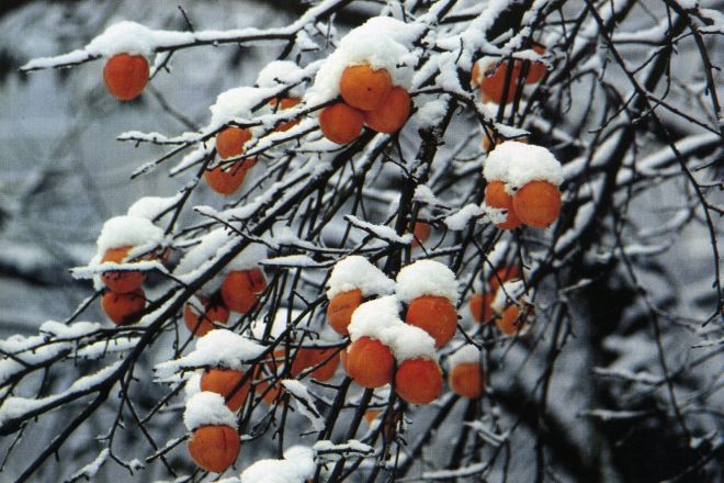 Gravi danni provocati dal maltempo alle colture in provincia di Imperia. L’allarme della Coldiretti
