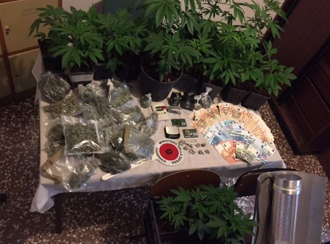 Alessandria, peruviano arrestato per droga, i carabinieri gli sequestrano piante e soldi