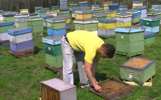 Mercoledì a Novi apre il primo Museo dell’apicoltura in Piemonte