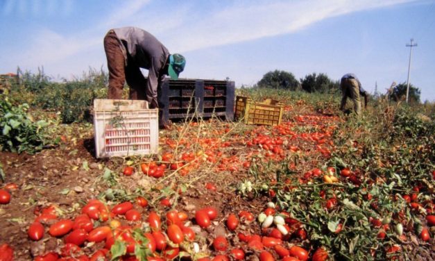 Tensione per i braccianti agricoli in Bassa Valle Scrivia, un ferito tra i scioperanti