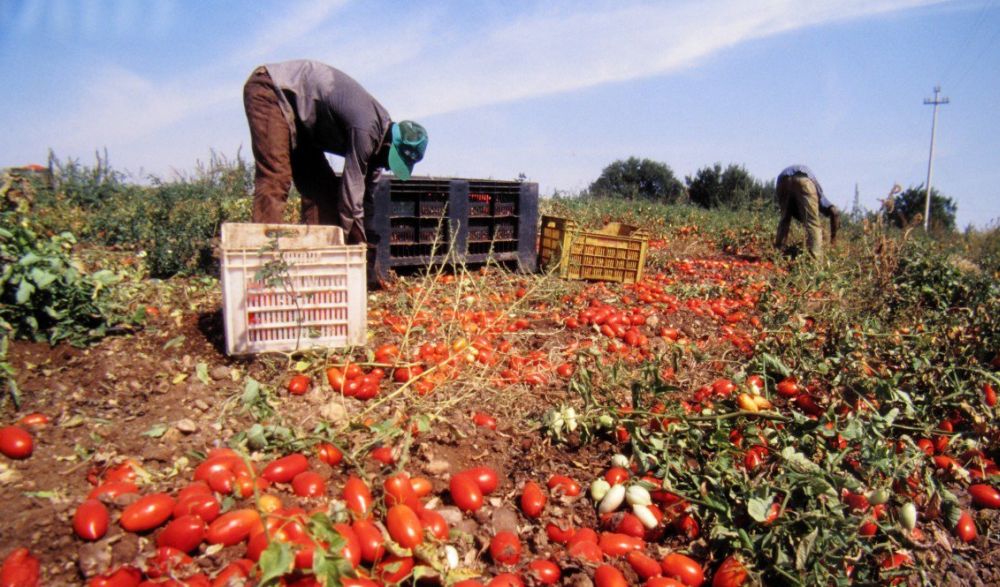 Tensione per i braccianti agricoli in Bassa Valle Scrivia, un ferito tra i scioperanti