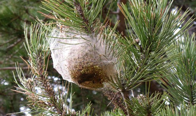 Attenzione: non toccate né ammazzate gli insetti “Processionara dei pini”