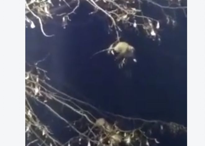 Topi giganteschi sugli alberi ai giardini di Alessandria davanti al Tribunale