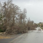 Troppo vento ad Alessandria, il comune chiude delle strade e attiva la protezione civile