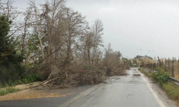 Troppo vento ad Alessandria, il comune chiude delle strade e attiva la protezione civile