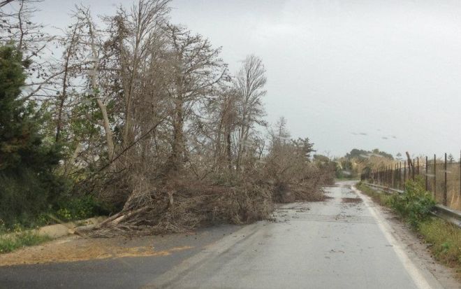 Il Comune di Tortona ha disposto la raccolta di rami e alberi divelti dal maltempo di ottobre