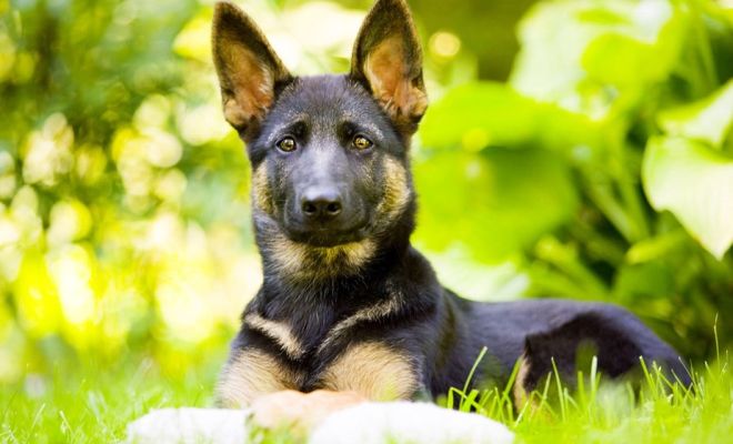 Al via a Imperia  la prima edizione di Zampetta Felice