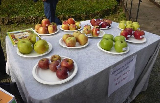 Nel 2016 il fatturato della Volpedo Frutta ha superato i 3 milioni di euro