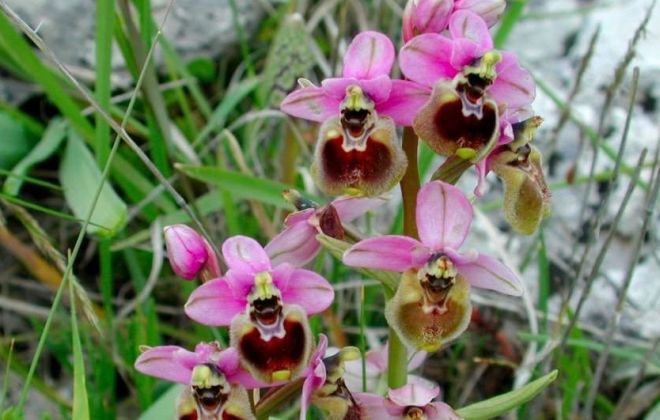3° Festival delle Orchidee Selvatiche a Pecetto di Valenza