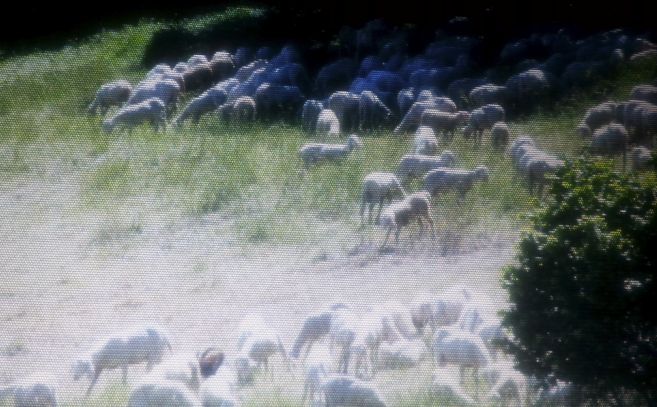 Invasione di pecore in località Braida a Strevi