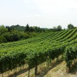 Nasce “Le Vie del Gusto”: la Fondazione Cassa di Risparmio lancia il Monferrato nel panorama enogastronomico nazionale