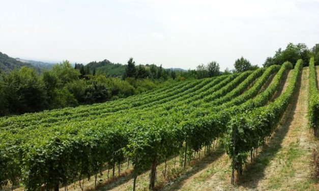 Vino, gastronomia, cultura… La 57a Festa del Vino del Monferrato