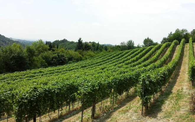 Terre dell’Oltrepo pavese, eletto il Consiglio