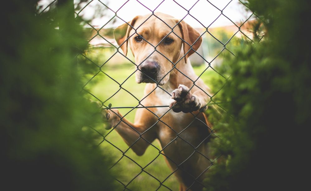 Morreale solleva dubbi sulla Garante degli animali di Tortona: è incompatibile e non ha fatto nulla?