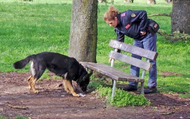 I carabinieri di Alessandria controllano i giardini della stazione con i cani antidroga, due nei guai