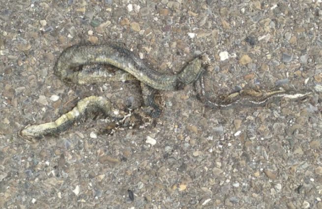 Trovato un serpente davanti al cimitero di Tortona, ucciso da un’auto in transito