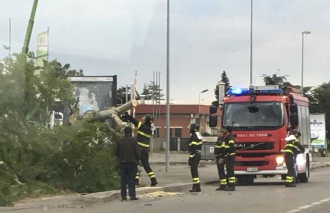 Al Bowling di Tortona il vento danneggia un grosso albero, i pompieri costretti a tagliarlo
